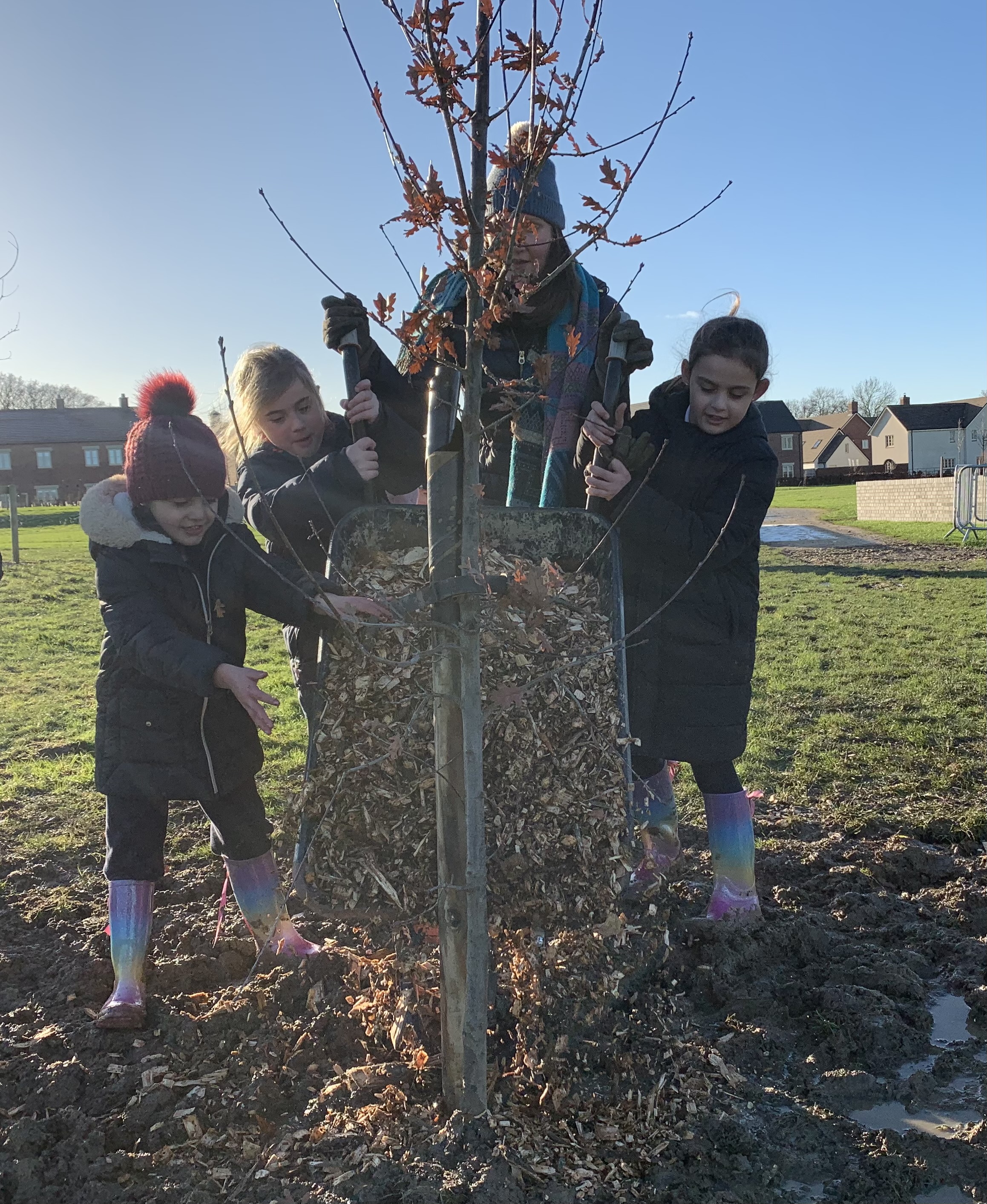 Pupils adding mulch to one of the planted trees